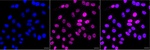 ELK1 Recombinant Rabbit Monoclonal Antibody (25GB2845)