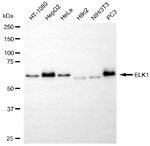 ELK1 Antibody in Western Blot (WB)