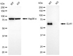 ELK1 Antibody in Western Blot (WB)