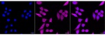 eIF5A Recombinant Rabbit Monoclonal Antibody (25GB2900)