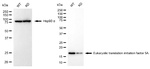 eIF5A Antibody in Western Blot (WB)