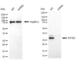 eIF4E2 Antibody in Western Blot (WB)
