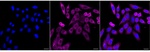 eIF4E Recombinant Rabbit Monoclonal Antibody (25GB3135)