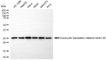 eIF4E Antibody in Western Blot (WB)