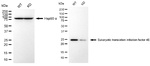 eIF4E Antibody in Western Blot (WB)