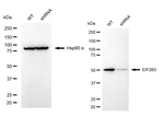 eIF2b gamma Antibody in Western Blot (WB)