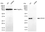 EFHD1 Antibody in Western Blot (WB)