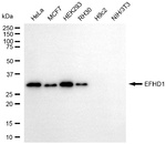 EFHD1 Monoclonal Antibody (25GB4035)