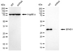 EFHD1 Antibody in Western Blot (WB)