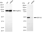 EEF1A2 Antibody in Western Blot (WB)