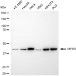 EDG3 Antibody in Western Blot (WB)