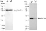 EDG3 Antibody in Western Blot (WB)