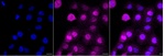 ECT2 Antibody in Immunocytochemistry (ICC/IF)