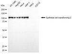 ECT2 Antibody in Western Blot (WB)