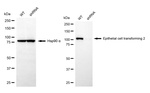 ECT2 Antibody in Western Blot (WB)