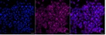 E6AP Monoclonal Antibody (25GB1620)