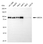 E6AP Antibody in Western Blot (WB)