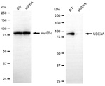 E6AP Antibody in Western Blot (WB)
