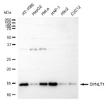 DYNLT1 Antibody in Western Blot (WB)