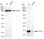 DYNLT1 Antibody in Western Blot (WB)
