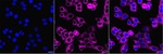 DYNC1LI1 Monoclonal Antibody (24GB8110)