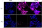 DYNC1LI1 Antibody in Immunocytochemistry (ICC/IF)