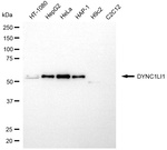 DYNC1LI1 Antibody in Western Blot (WB)