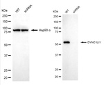DYNC1LI1 Antibody in Western Blot (WB)
