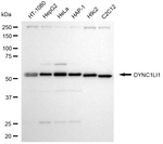 DYNC1LI1 Monoclonal Antibody (24GB8115)