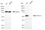 DYNC1LI1 Antibody in Western Blot (WB)