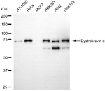 DTNA Antibody in Western Blot (WB)