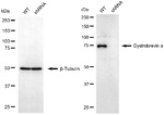DTNA Antibody in Western Blot (WB)