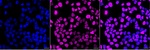 DPPA4 Monoclonal Antibody (25GB4010)