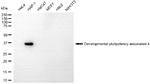 DPPA4 Antibody in Western Blot (WB)