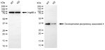 DPPA4 Antibody in Western Blot (WB)