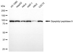 DPP9 Antibody in Western Blot (WB)