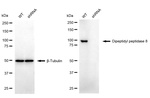 DPP8 Antibody in Western Blot (WB)