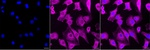 DNAJA2 Monoclonal Antibody (24GB8120)