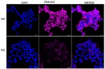 DNAJA2 Antibody in Immunocytochemistry (ICC/IF)