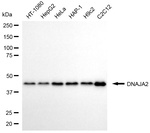 DNAJA2 Antibody in Western Blot (WB)