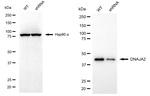 DNAJA2 Antibody in Western Blot (WB)