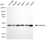 DNAJA2 Antibody in Western Blot (WB)
