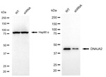 DNAJA2 Antibody in Western Blot (WB)