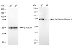 DGKA Antibody in Western Blot (WB)