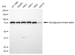 DGKA Recombinant Rabbit Monoclonal Antibody (24GB13775)