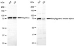 DGKA Antibody in Western Blot (WB)