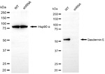 DFNA5 Antibody in Western Blot (WB)