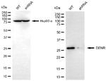 DENR Antibody in Western Blot (WB)