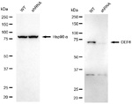 DEF6 Antibody in Western Blot (WB)