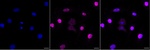 DDX50 Antibody in Immunocytochemistry (ICC/IF)